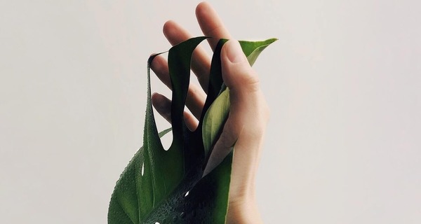 Medium mao folha planta