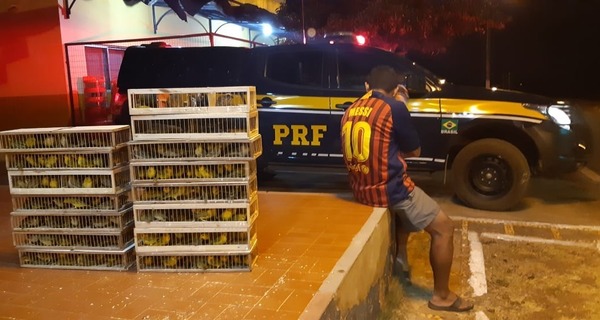 Medium animais apreens o 316