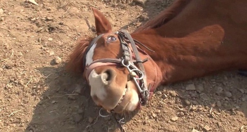 Faz mal para o cavalo ser montado?
