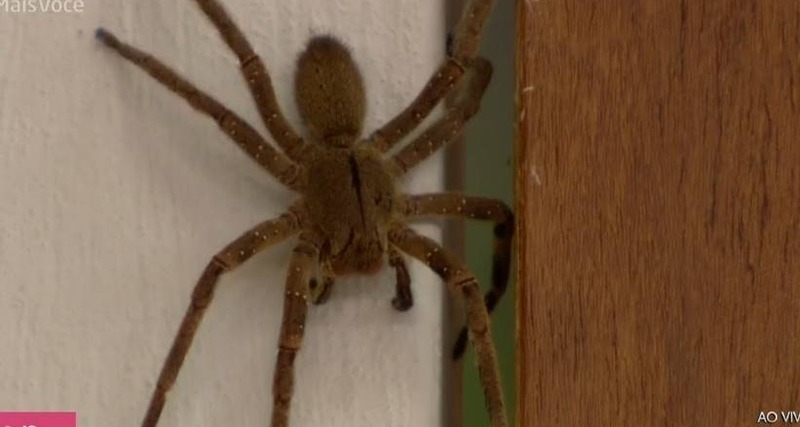 Aranha gigantesca invade estúdio do Mais Você: