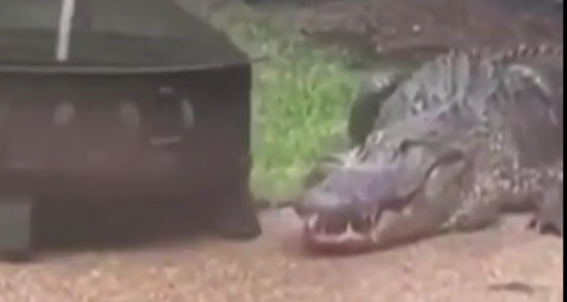 vídeo crocodilo de quase 3 metros é capturado após invadir quintal