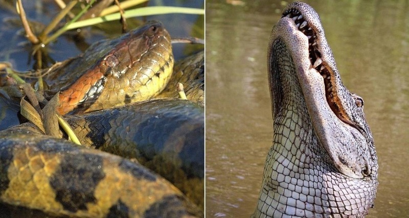 Vídeo De Cobra Sucuri Tentando Engolir Jacaré Se Torna Viral