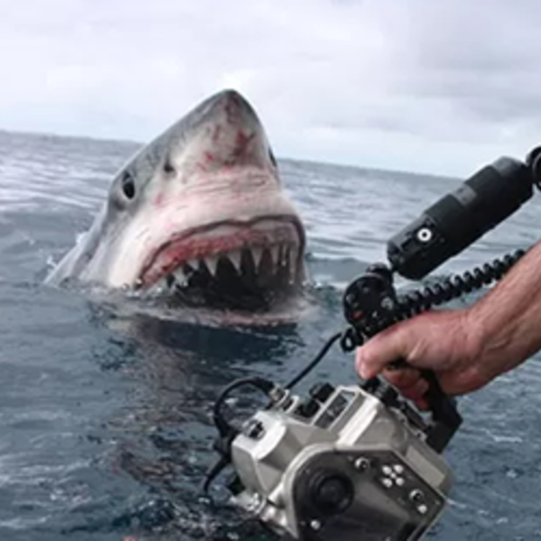 Equipe registra foto impressionante de tubarÃ£o branco na AustrÃ¡lia