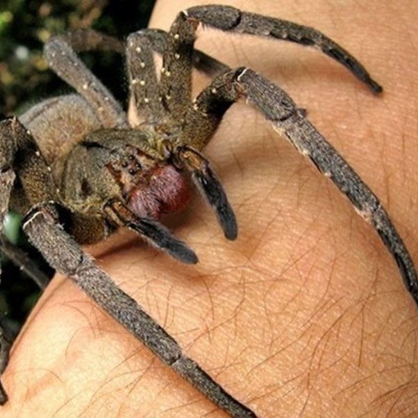 As 11 Aranhas mais perigosas e venenosas do mundo