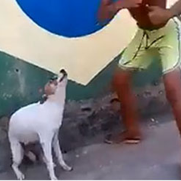 Entenda por que o vídeo do cachorro dançando pode não ser tão engraçado