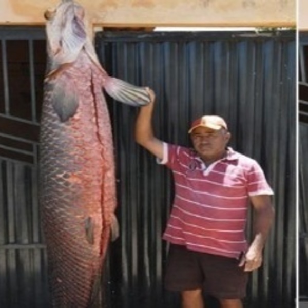 Pescador fisga peixe 'grandão' com mais de 2 metros e 110 kg no interior