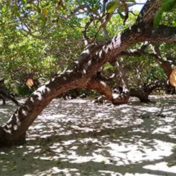 Laudo revela 'Cajueiro Rei' do Piauí